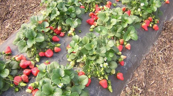  Wenn Sie im Herbst Albion-Erdbeeren pflanzen, erfolgt die erste Ernte im Sommer