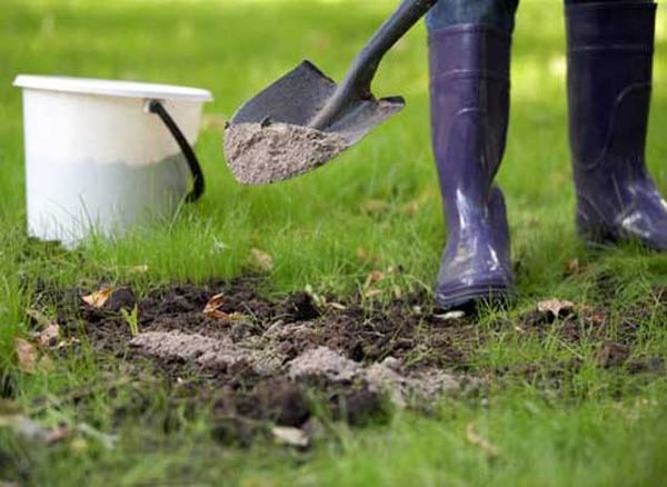  La cendre de bois peut être utilisée comme additif de printemps.