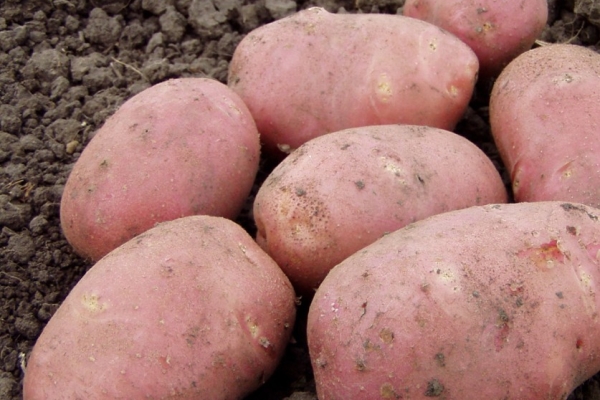  Kartoffel-Rocco: Beschreibung und Spezifikationen, Anpflanzen, Pflege, Lagerung, Bewertungen