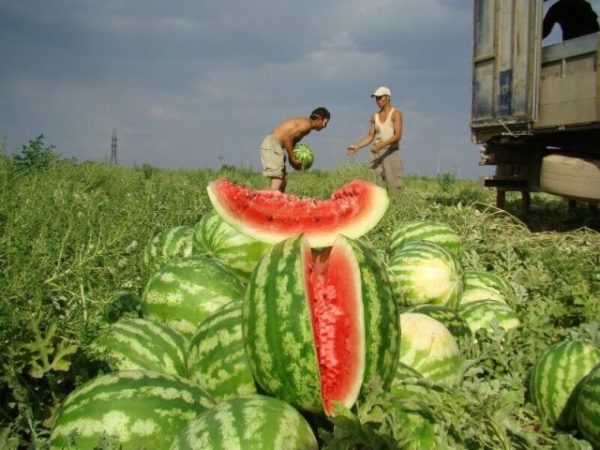  Wassermelone ernten