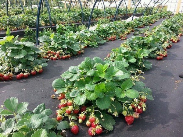  Verschachtelungsmethode zum Anpflanzen von Erdbeeren Lambada