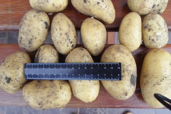 Frühe Colombo-Kartoffeln