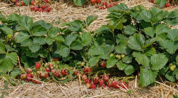  Fraise première niveleuse dans le jardin