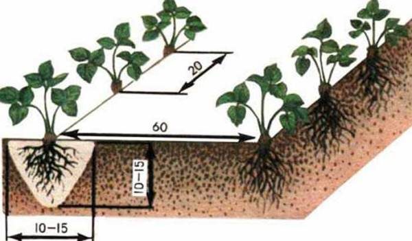  Schema richtig pflanzen Erdbeeren Mascha