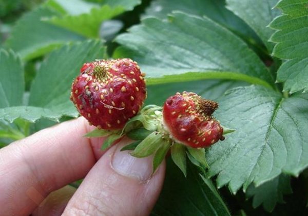  Erdbeerbeeren, deformierter Nematode