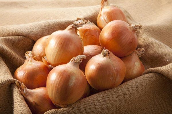  With the right content, the onion of Shetana is stored practically until the next harvest.