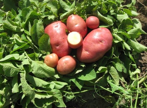  Bellarosa-Kartoffeln