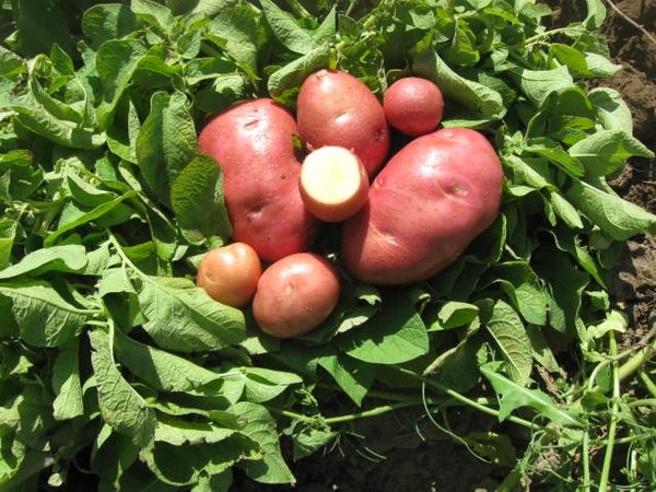  Patatas Bellarosa