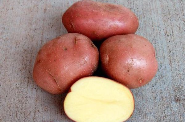  The flesh of the potato is creamy yellow