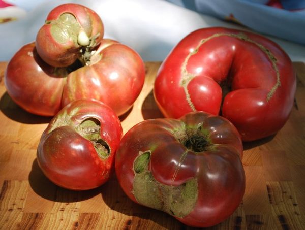  Maladies de la tomate et des plants