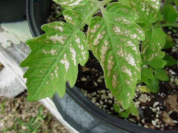  Taches argentées sur les feuilles