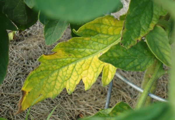  Tomates jaunissantes