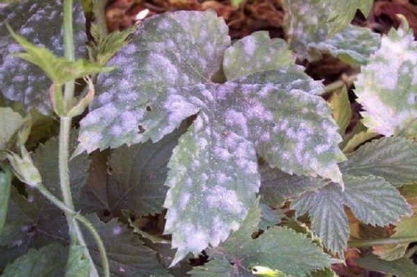  Farine de rosée sur les fraises