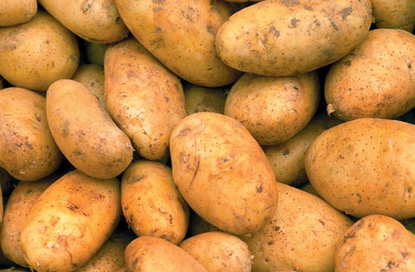  Potato varieties Breeze