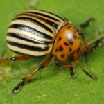  Colorado beetle