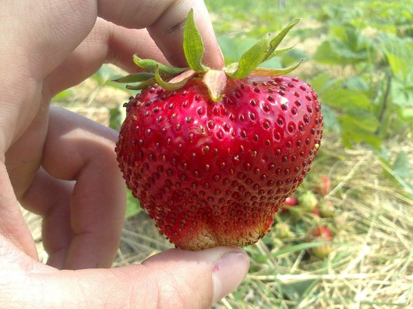  Samen von Chamora Turusi werden aus großen Beeren gewonnen