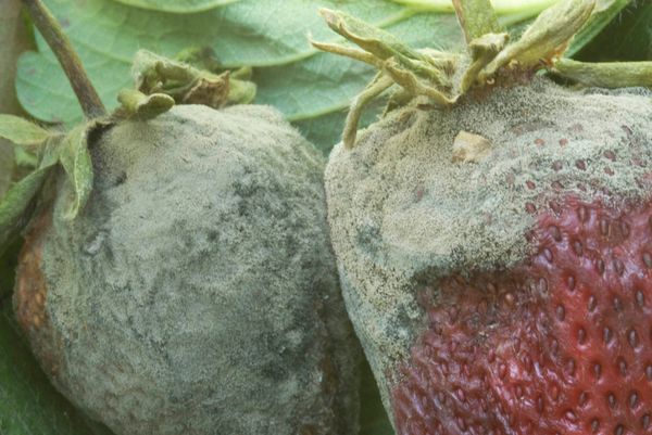  Pourriture grise sur les fruits de Chamora Turusi