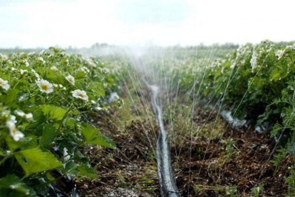  Erdbeer-Chamora Turusi erfordert reichlich Wasser