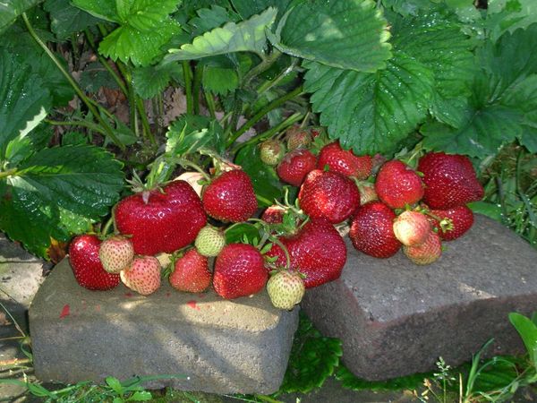  Die Größe der Früchte beginnt sich um 4-5 Jahre zu verringern