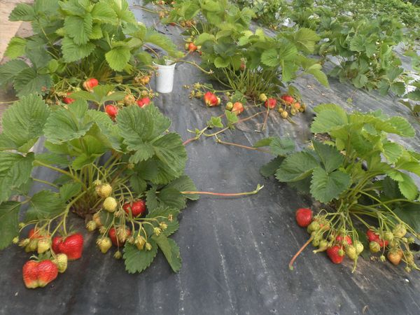  Agrofaser kann für eine frühere Ernte verwendet werden.