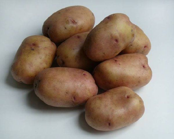  Οι ώριμες ώριμες ποικιλίες πατάτας δεν προορίζονται για μακροχρόνια αποθήκευση.
