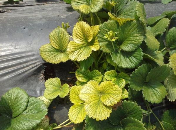  Jaunissement des feuilles de fraise en raison du manque d'éléments traces