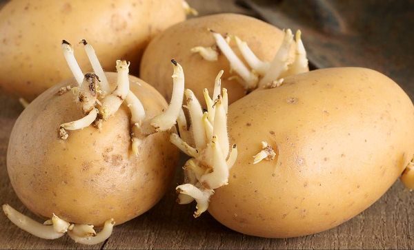  Seed Potatoes Impala