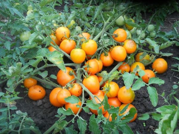  Variété déterminée de tomates