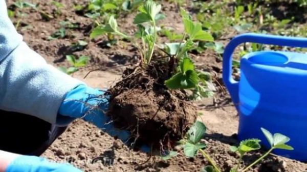  Planter des fraises