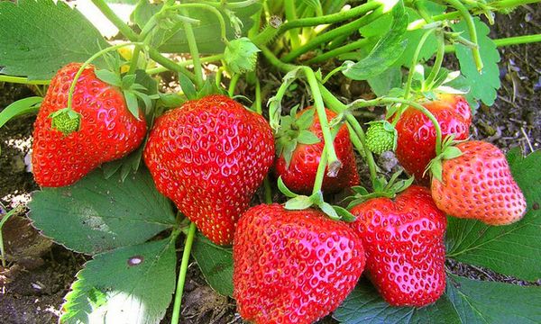  Variétés de fraises Elizabeth