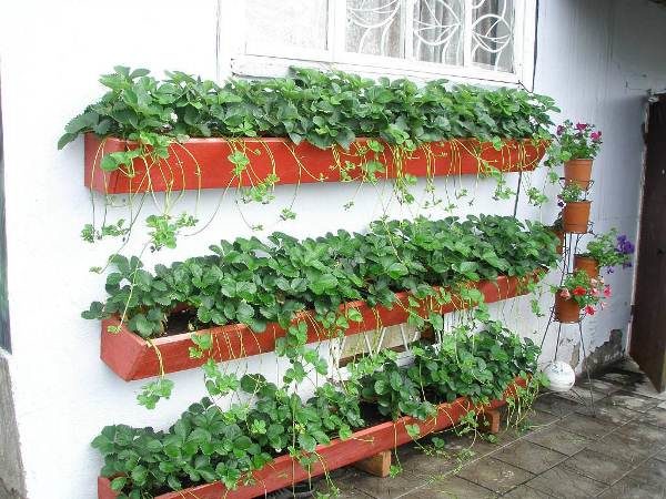  Wachsende weiße Erdbeeren in Behältern