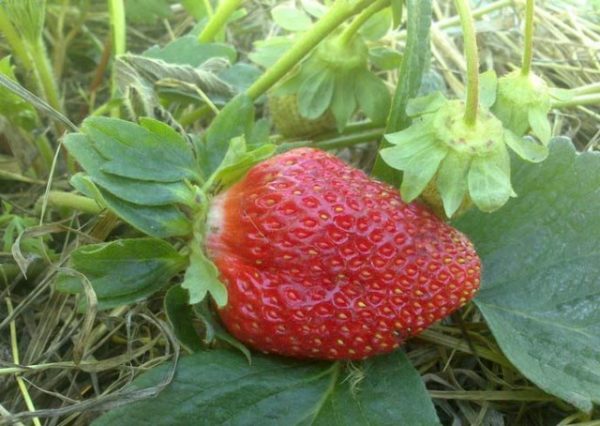  Fraise Marshal sur la parcelle de jardin