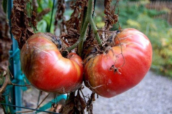  Phytophthora sur les tomates