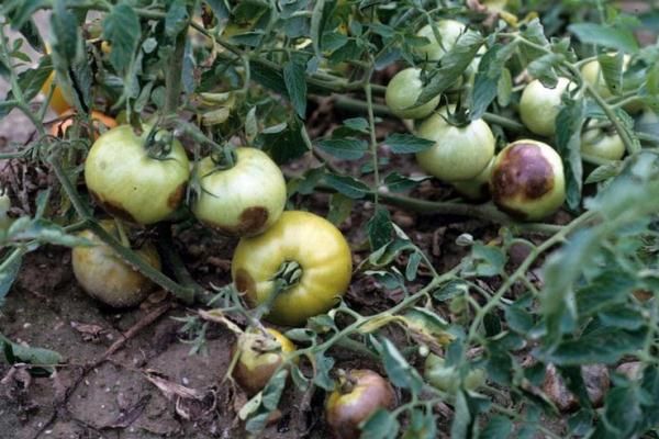  Le manque de chaleur et de lumière du soleil est l’une des conditions pour le développement du phytophthora