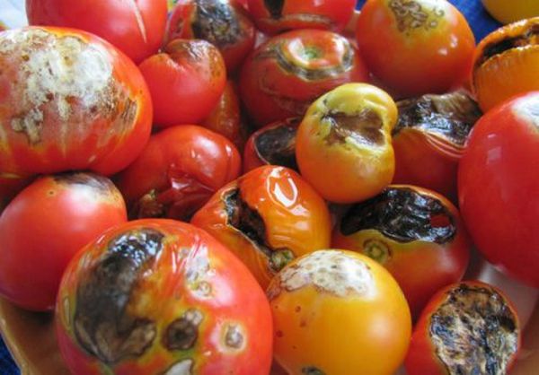  Si vous roulez les tomates touchées dans les banques, ils peuvent gâcher