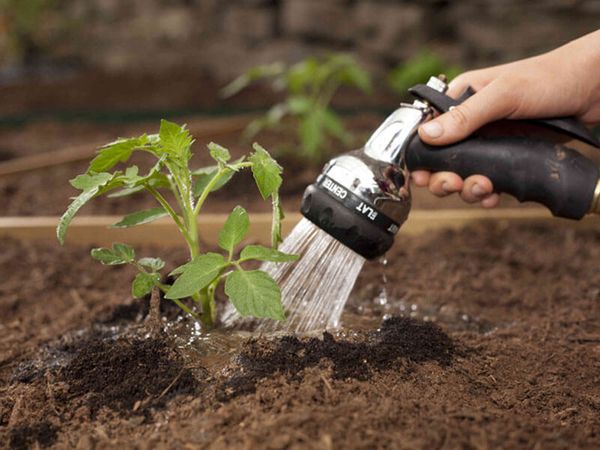  Pour prévenir l'apparition de phytophthora, une tomate ne doit être arrosée qu'à la racine.