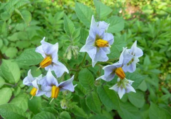  Para a cor azul brilhante das flores, a variedade de batata azul e tem o seu nome incomum