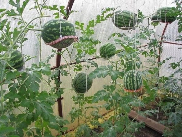  Reife Wassermelonen im Gewächshaus