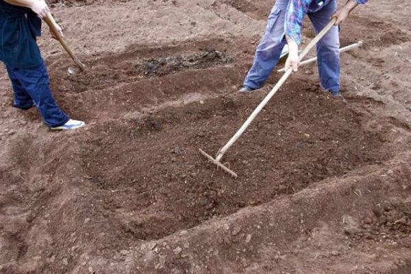  Préparation des lits pour la transplantation de fraises