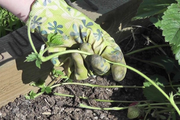  Le soin est d'enlever les parties sèches de la brousse, en ameublissant et en fertilisant le sol, d'irrigation dosée à temps