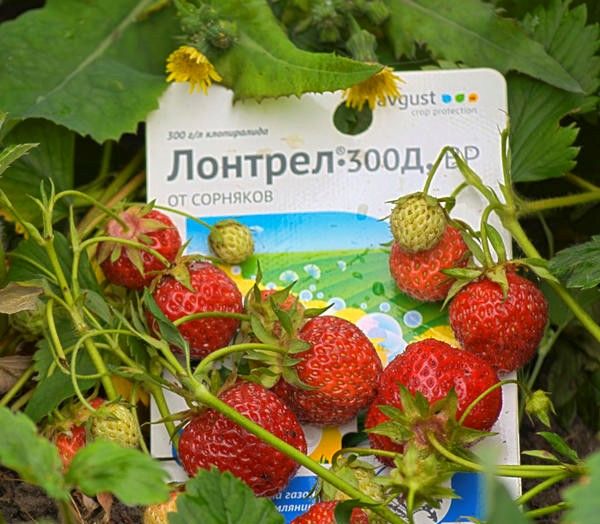  Strawberry Herbicide