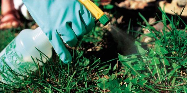  Herbicidas de ação contínua removem toda a vegetação