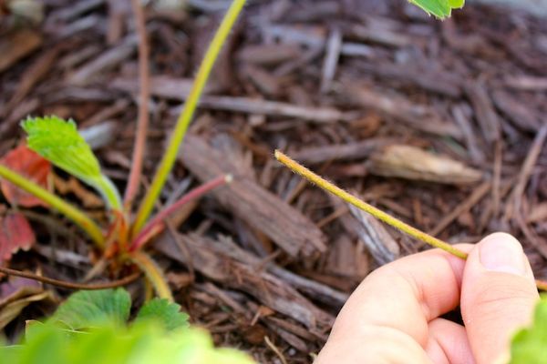  Nach dem Entfernen der Erdbeerblätter sollte der Boden im Herbst mit Lenacil behandelt werden