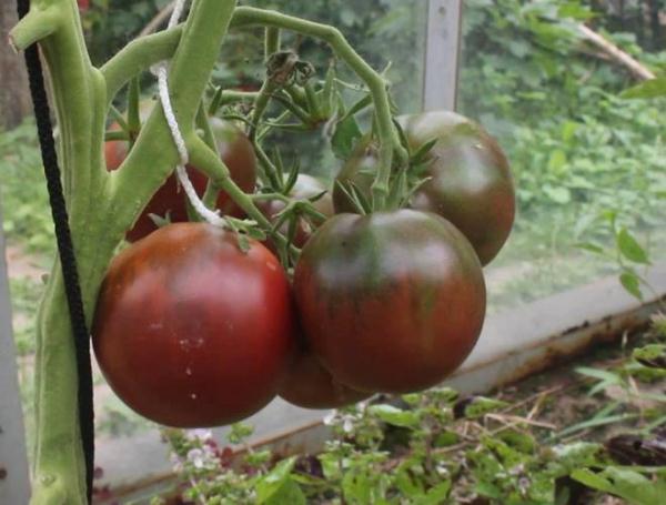  Tomate Black Prince