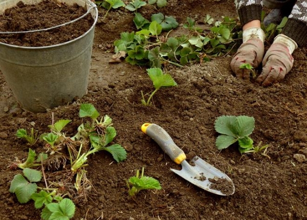  In Zentralrussland ist es am besten, im Frühjahr eine Ernte zu pflanzen