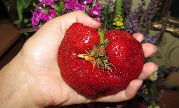  Das Gewicht von Riesenbeeren kann 100 Gramm erreichen