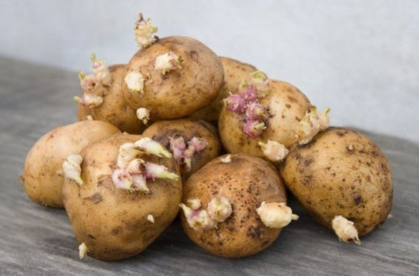  Um mês antes de plantar batatas são germinadas