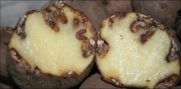  Το μανιφέστο των κονδύλων πατάτας χτυπημένο από κάμπιες από σκώρους πατάτας