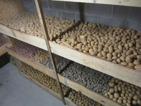  The best place for potatoes - cellar with ventilation