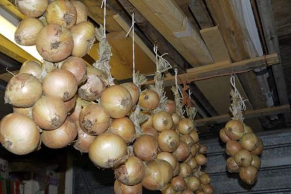  Storage of onions Stuttgarter in bundles